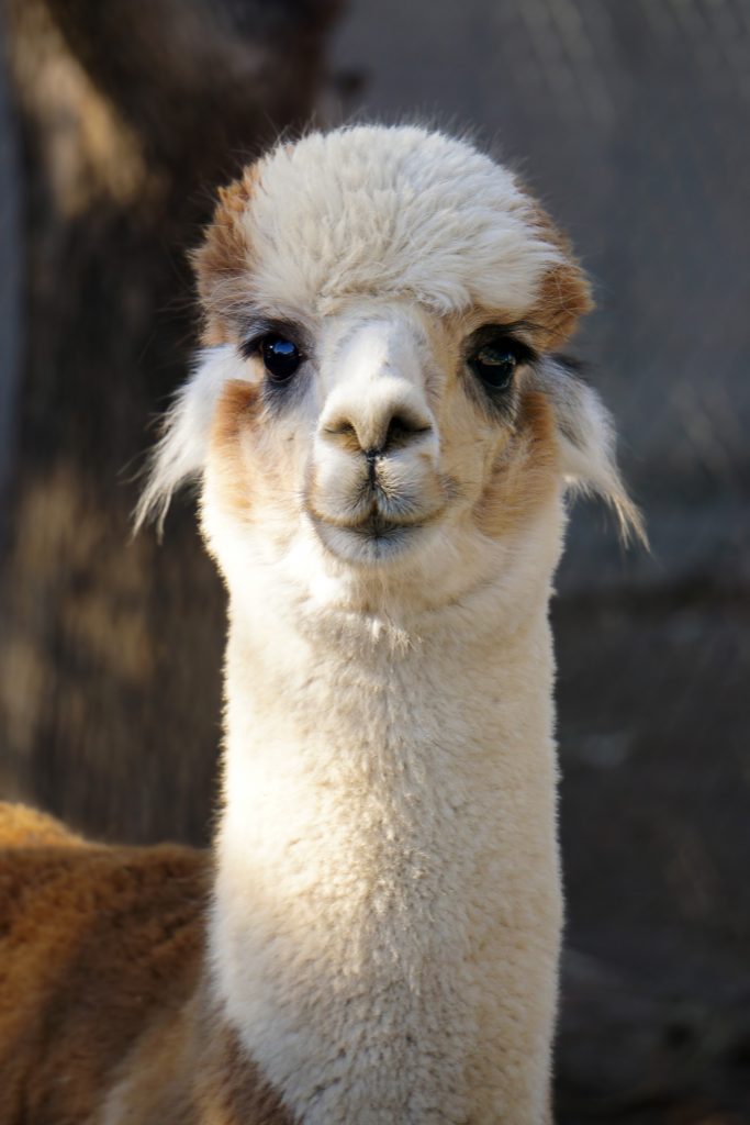Alpaca icon